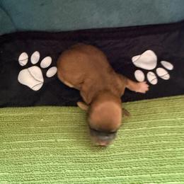 Dasha - Red sable female Havanese puppy in Hudson, New York from Havanese of Claverack and Hudson Valley Labradors