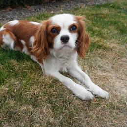 Rosie - Blenheim female Cavalier King Charles Spaniel puppy in Nampa, Idaho from Heart Mountain Cavaliers & Floating Feathers Kennel