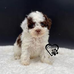 Arlo - Brown male Poodle puppy in Nashville, Arkansas from Cuddles n Curls