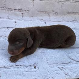 John - Chocolate and tan male Dachshund puppy in Colbert, Oklahoma from Brooke Crenshaw