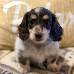 Bandit - Dapple male Dachshund puppy in Fort Gibson, Oklahoma from Cooper’s Dachshunds
