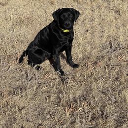 Labrador Retriever Puppies from Albrecht Farms Labrador Retrievers