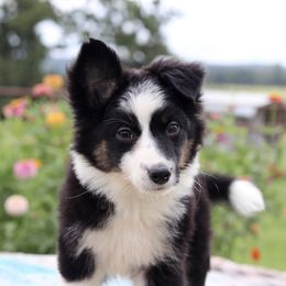 Girl 2 - female Miniature Australian Shepherd puppy in Caufield, Missouri from Rockin CF Aussies