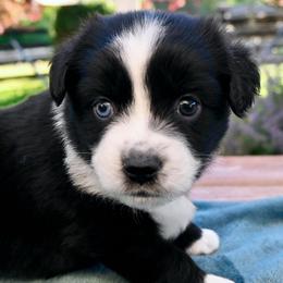 Rithi - Black & white female Miniature American Shepherd puppy in Damascus, Oregon from Rebel Soul Minis