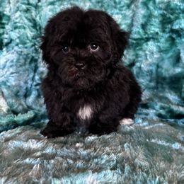 Onyx - Black and white male Shihpoo puppy in Knoxville, Tennessee from Rocky Top Cavapoos