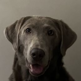 Ellie - Dilute Retriever