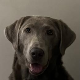 Ellie - Dilute Retriever