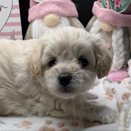 Leo - Apricot male Maltipoo puppy in Colonial Beach, Virginia from BeachRidge Pups