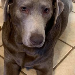 Dilute Retriever All Grown Up from MBR Labradors