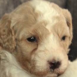 Male 5 - male Cavapoochon puppy in Fredericksburg, Ohio from Timshell Farm Specialty Crossbreed Puppies