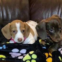Dachshunds from Okie Rascals Dacshunds