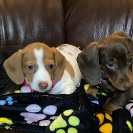 Dachshunds from Okie Rascals Dacshunds