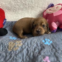 Shaded cream girl - Cream female Dachshund puppy in Wolf Lake, Indiana from Canisteo Dachshunds