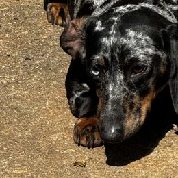 Dachshunds and Poodles from Stocktons Doxies & Poodles