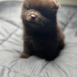 Hershey - Chocolate male Pomeranian puppy in Silver Springs, Florida from Gigi’s Pocket Poms