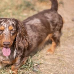 Smokey - Dapple male Dachshund puppy in Mesa, Arizona from Dach Army LLC