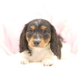 Dachshund Puppies from Tinker Toy Doxies