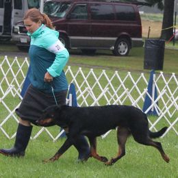 Beaucerons from Jalbert Beaucerons