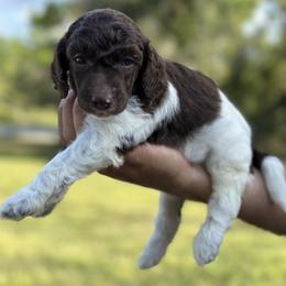 Tommy - Parti male Poodle puppy in Spring Hills, Florida from The Olympus Standard Poodle