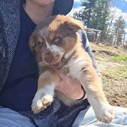 Neymar FIFA - Red tri-color male Australian Shepherd puppy in Solon, Maine from Mountain Range Australian Shepherds