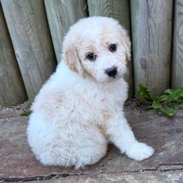 Taffy - Brown and white female Bernedoodle puppy in Monument, Colorado from Colorado Dreamin Doodles