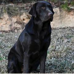 Aspen - Labrador Retriever