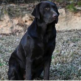 Aspen - Labrador Retriever