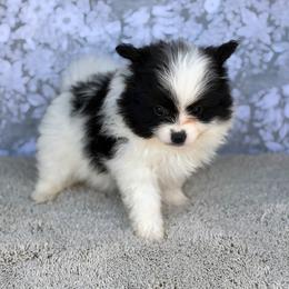 Pedro - Black parti male Pomeranian puppy in Burleson, Texas from Luxe Paradise House of Chi
