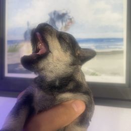 Boy 2 - Salt and pepper male Miniature Schnauzer puppy in Upland, California from Rising Minis of Upland