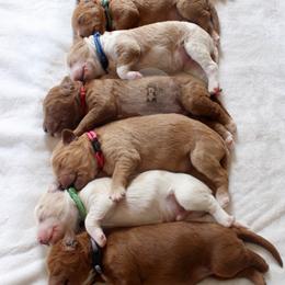 Bernedoodle and Goldendoodle Puppies from Central Texas Doodles, LLC.