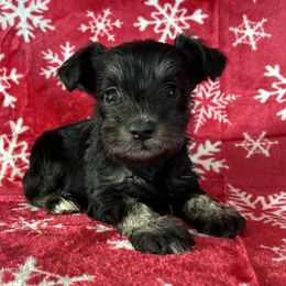 Vixen Genetically Clear - Black and silver female Miniature Schnauzer puppy in Klingerstown, Pennsylvania from Clay Hill Kennels