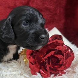 Dachshunds from Dox&Kosh