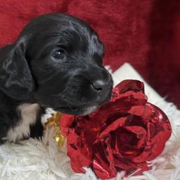 Dachshunds from Dox&Kosh