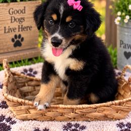 Dark pink - Black tri female Miniature Australian Shepherd puppy in 32046, Florida from River Hill Ranch
