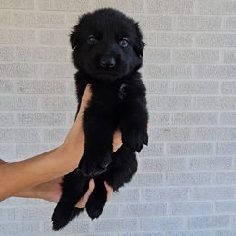 Meg - Black female German Shepherd puppy in Winston Salem, North Carolina from Samtastic Shepherds