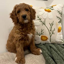 Chestnut - Red  male Goldendoodle puppy in Indianapolis, Indiana from Indy Doodle Co.