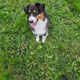 Ebony - Black tri-color female Australian Shepherd puppy in Stanwood, Washington from BlueSpark Australian Shepherds