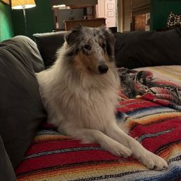 Collie puppies from Romany Collies