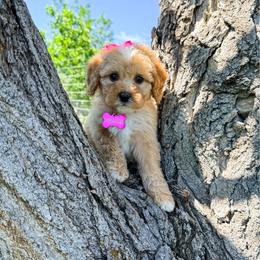 Princess Peach - Red female Bernedoodle puppy in West Haven, Utah from Split Mountain Doodles