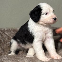 Yellow girl - Black and white female Sheepadoodle puppy in Riverside, California from Downtown Doodles & Frenchies