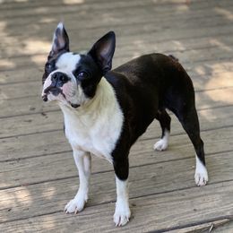 Candi - Boston Terrier