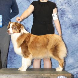 SHASTA - Australian Shepherd