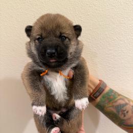 Orange - Red male Shiba Inu puppy in Wildomar, California from Almond & Sesame