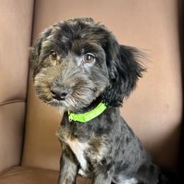 Widdershins - Black male Havapoo puppy in Howard City, Michigan from Petite Joie Puppies