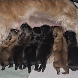 Shih Tzu puppies from My Precious Paws – Shih Tzu