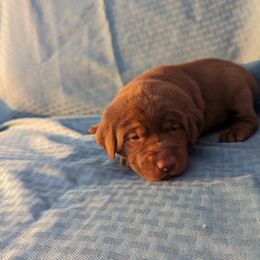 Dilute Retriever and Labrador Retriever Puppies from LC Hunting Labs, LLC.