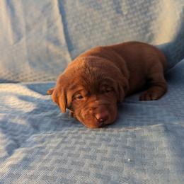 Dilute Retriever and Labrador Retriever Puppies from LC Hunting Labs, LLC.