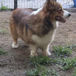 Syd - Pembroke Welsh Corgi