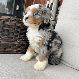 Ollie - Blue merle male Bernedoodle puppy in Holtwood, Pennsylvania from Country Ridge Puppies