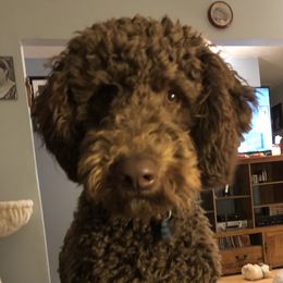 Gojo - Goldendoodle